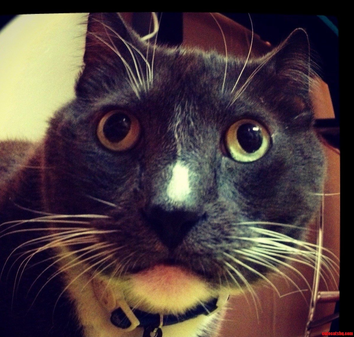 My Handsome Tuxedo Cat Looking Surprised