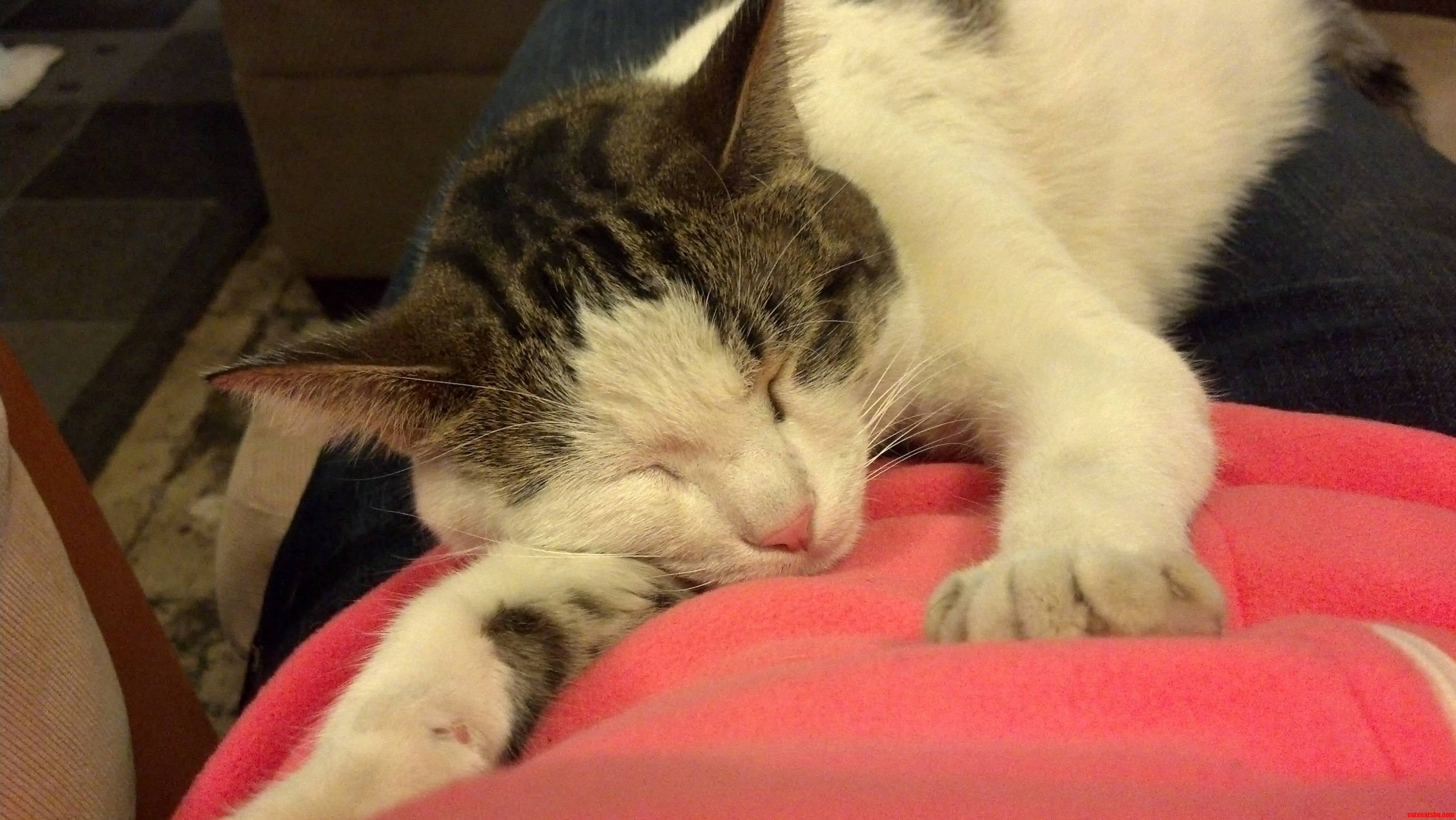 My Kitten Loves to Sleep Like This
