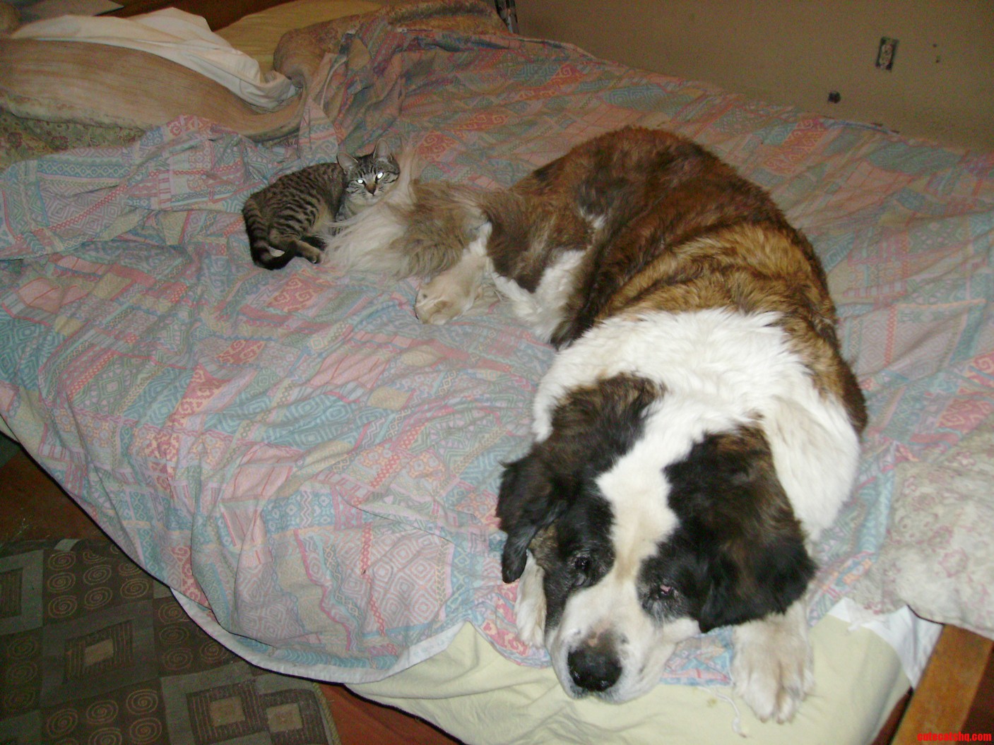 My Kitty Has a Pet St. Bernard