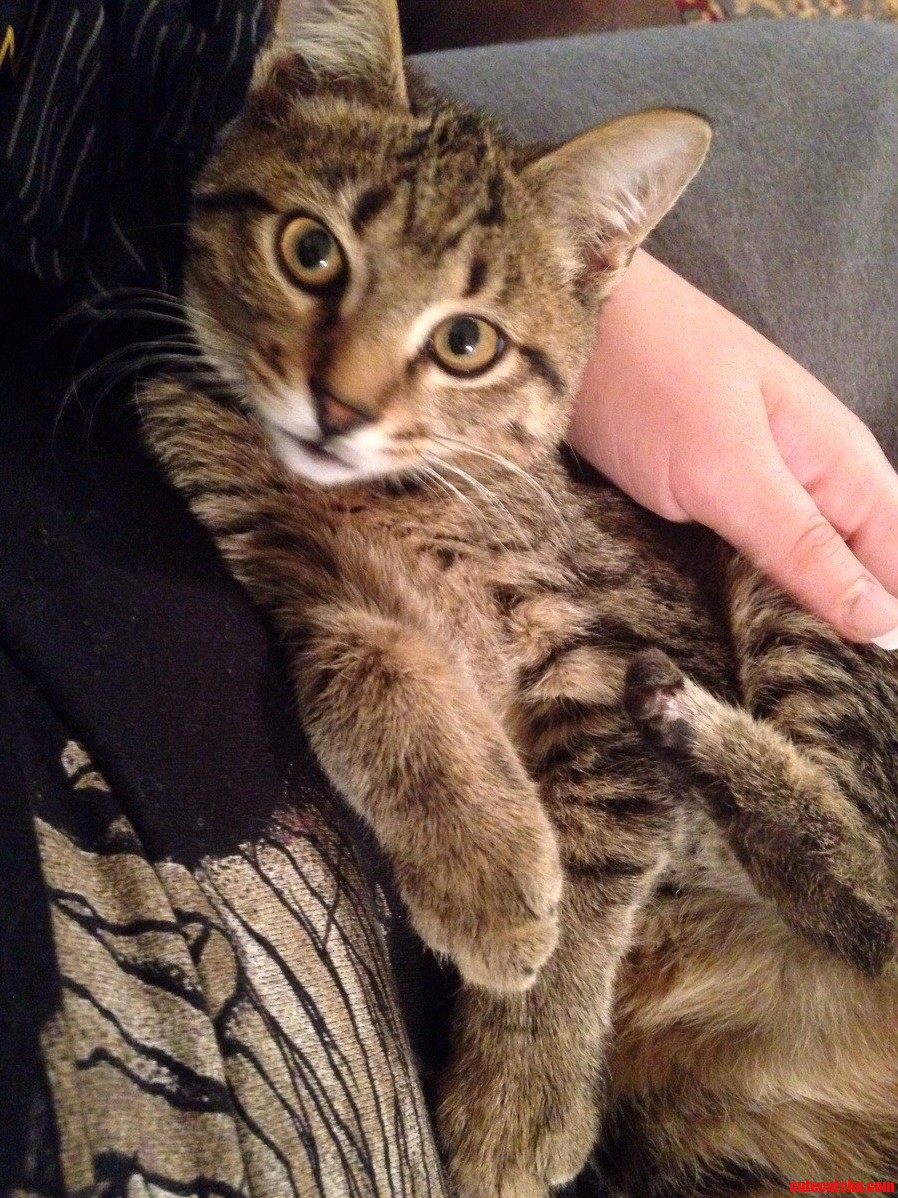 My Kitty Her Deformed Back Foot. I Love My Little.