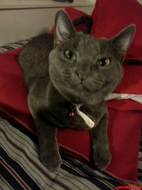 My Kitty Luna 3