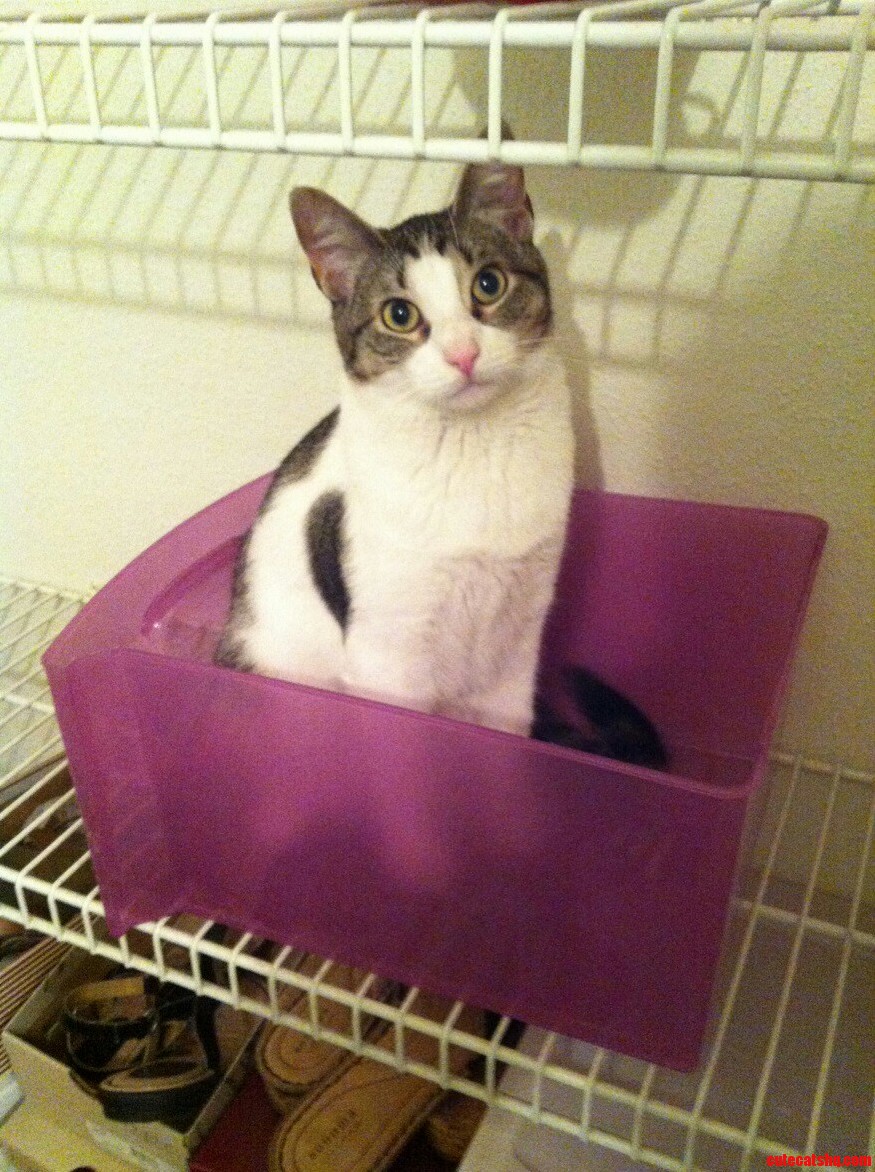 My Lil Cat Girl