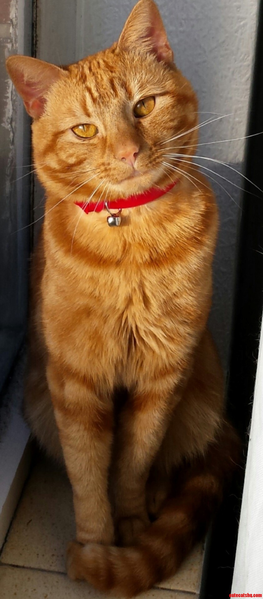 My Little Ginger Dude Hanging Out on the Windowsill.