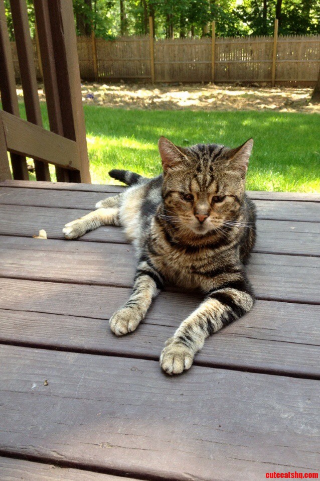 My Little Handsome Prince Kitty