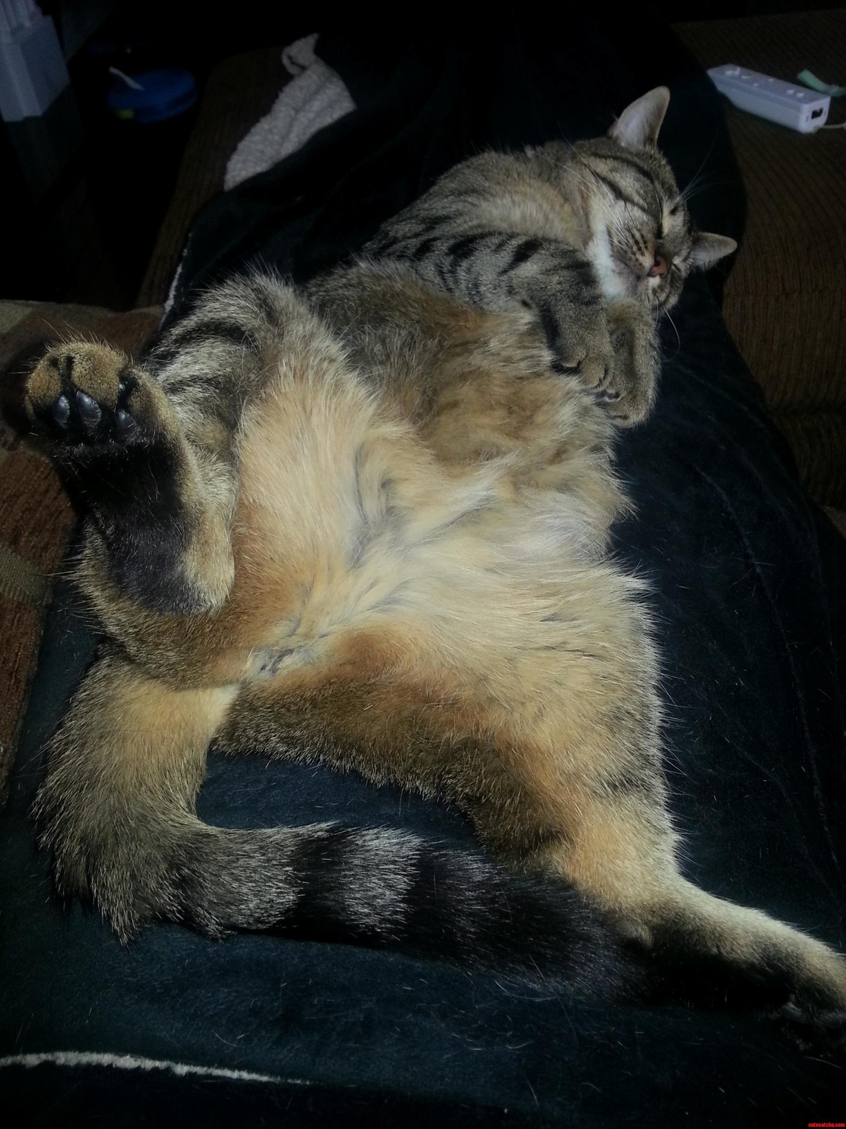 My Little Lady