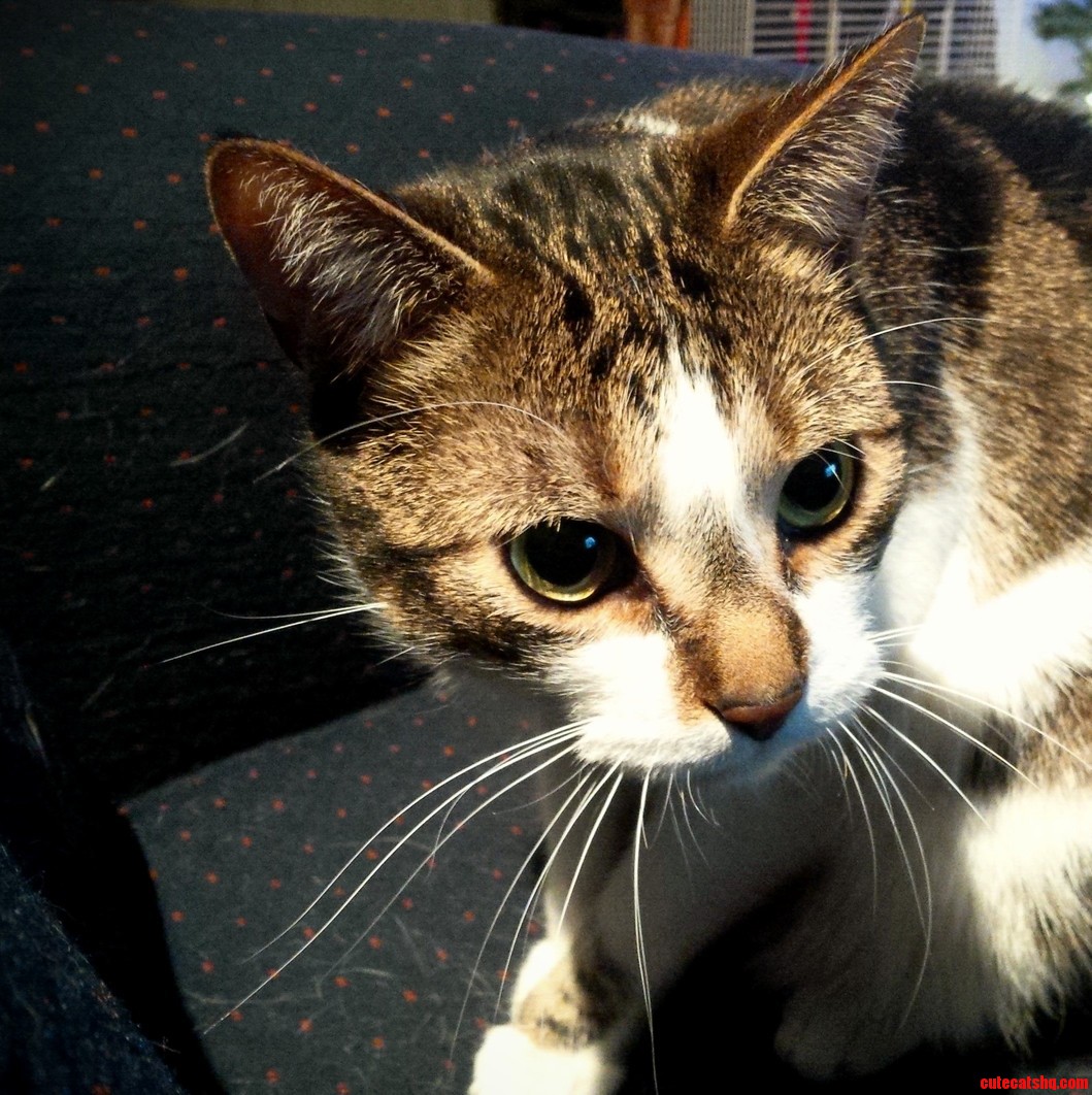 My Little Tiger