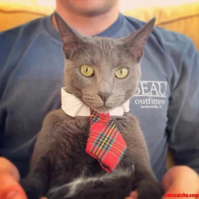 My Main Man Dexter Looking Dapper in His Tie