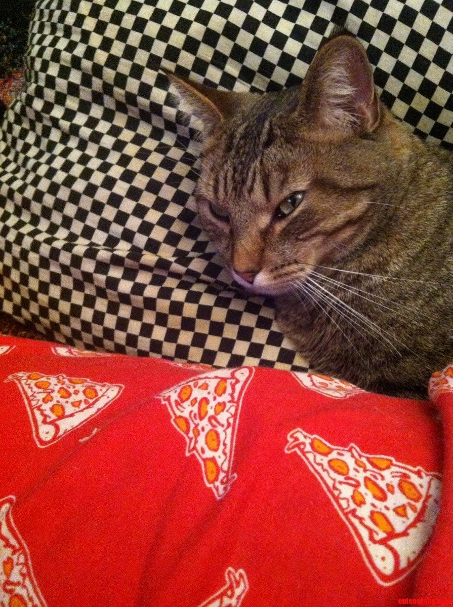 My Meow Using a Pillow Like the Human He Is ..