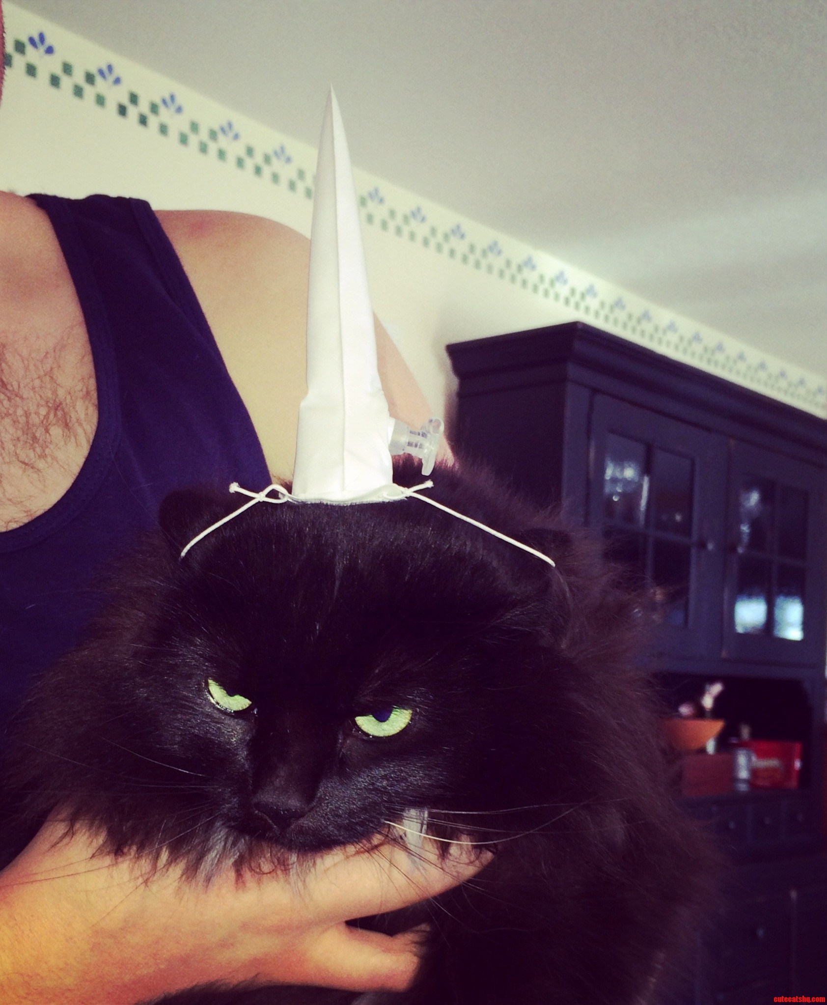My Moms Cat Got a Unicorn Horn for Xmas. Needless to Say the Cat Was Not Impressed