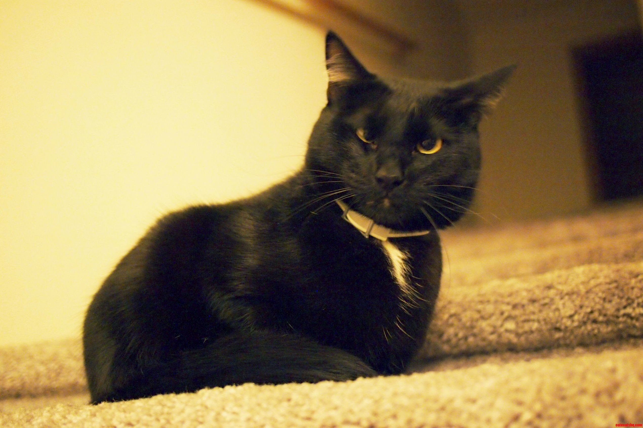 My Moms Cat Is Making Spocks Fascinating Face