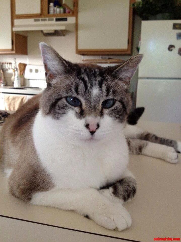 My Mothers Cross Eyed Fatty Cat. Meet Gracie.