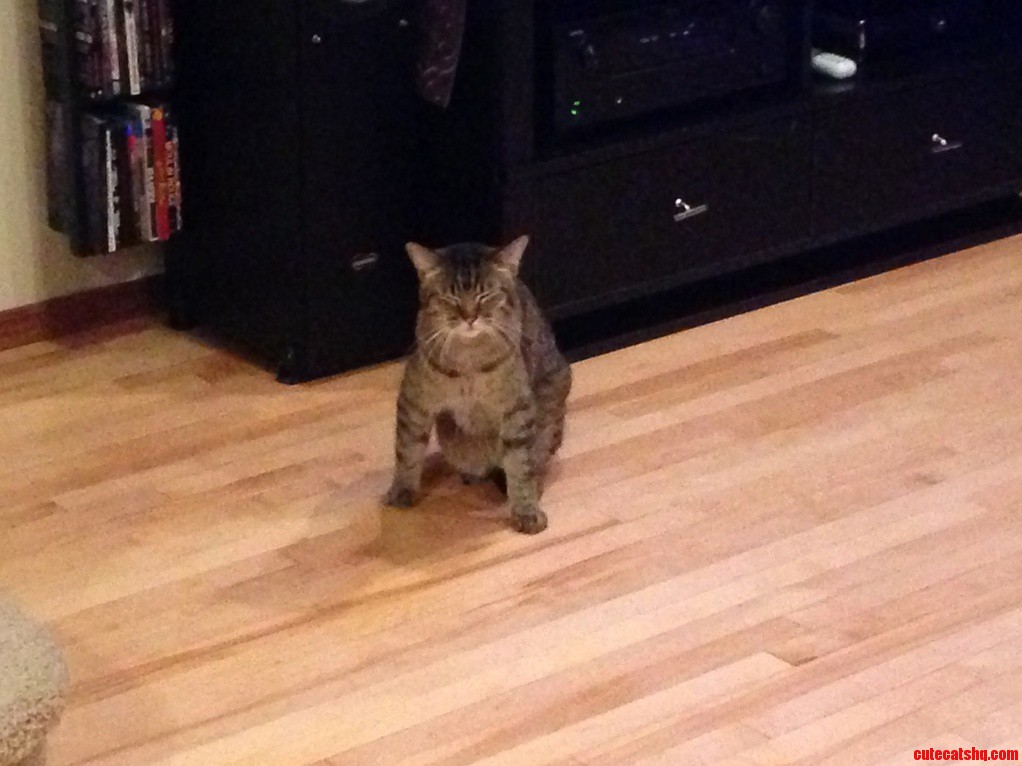 My Narcoleptic Cat. He Falls Asleep All the Time Sitting Up.