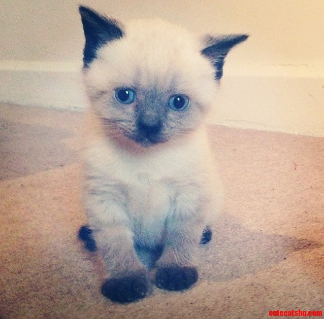 My New 6 Week Ragdoll I Have a Few Questions.