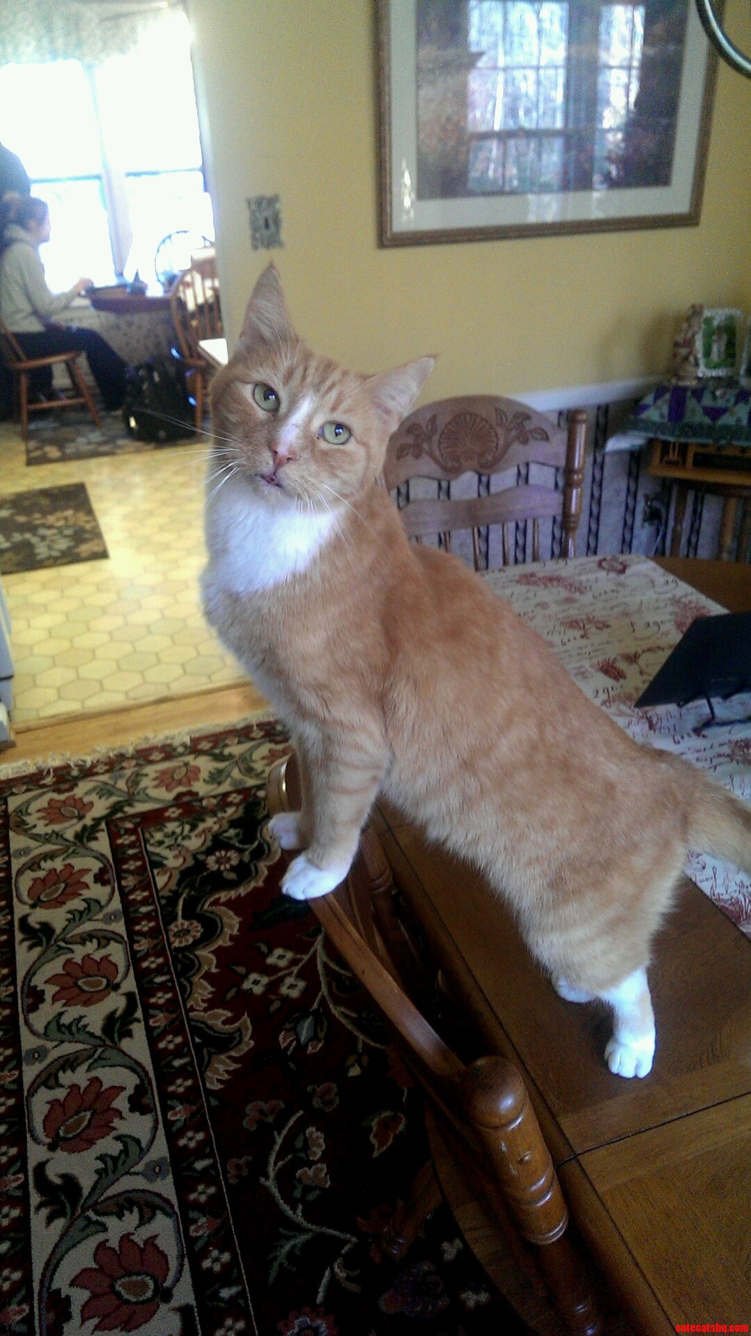 My Orange Buddy