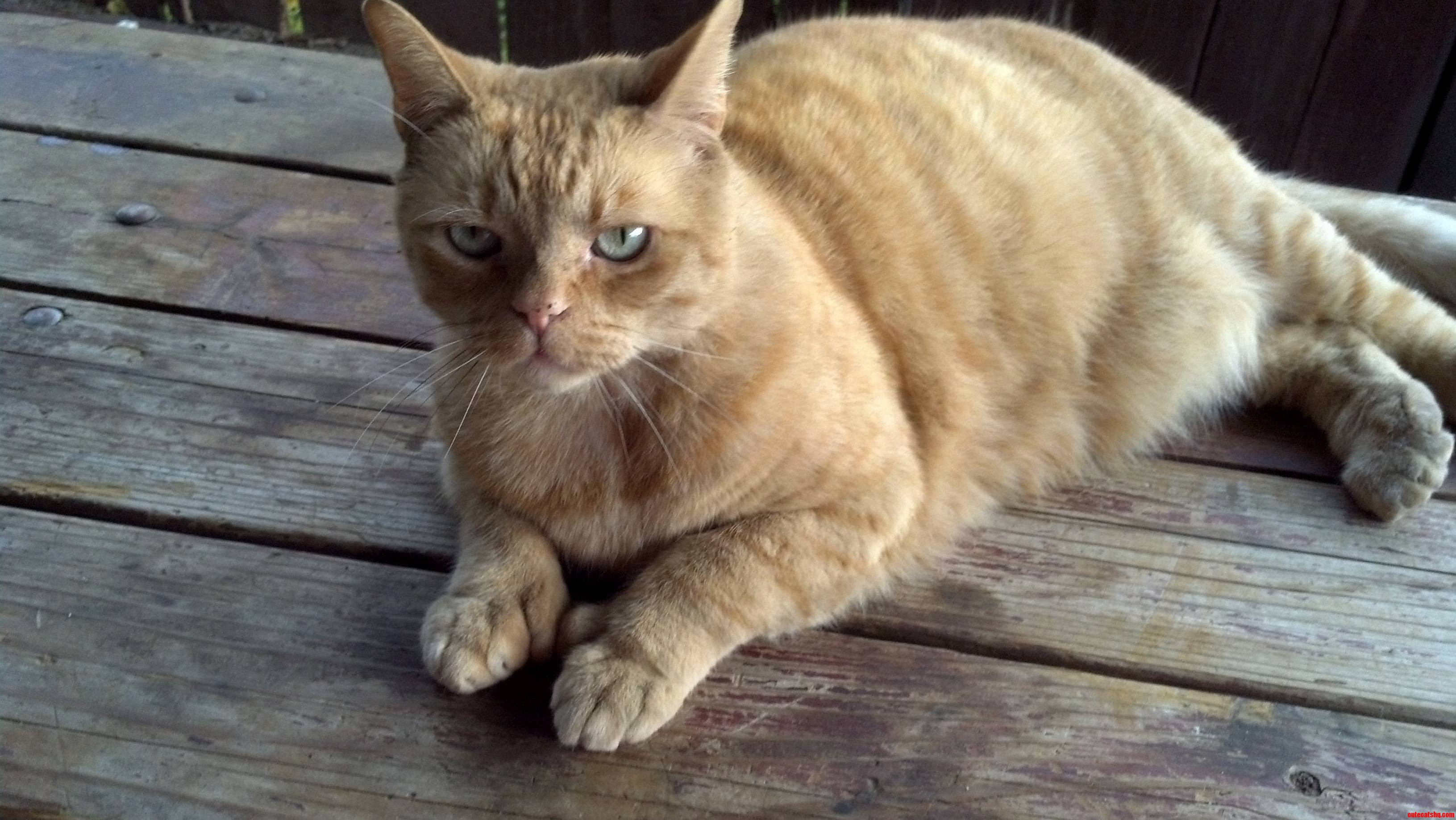 My Polydactyl Kitty with Two Extra Toes