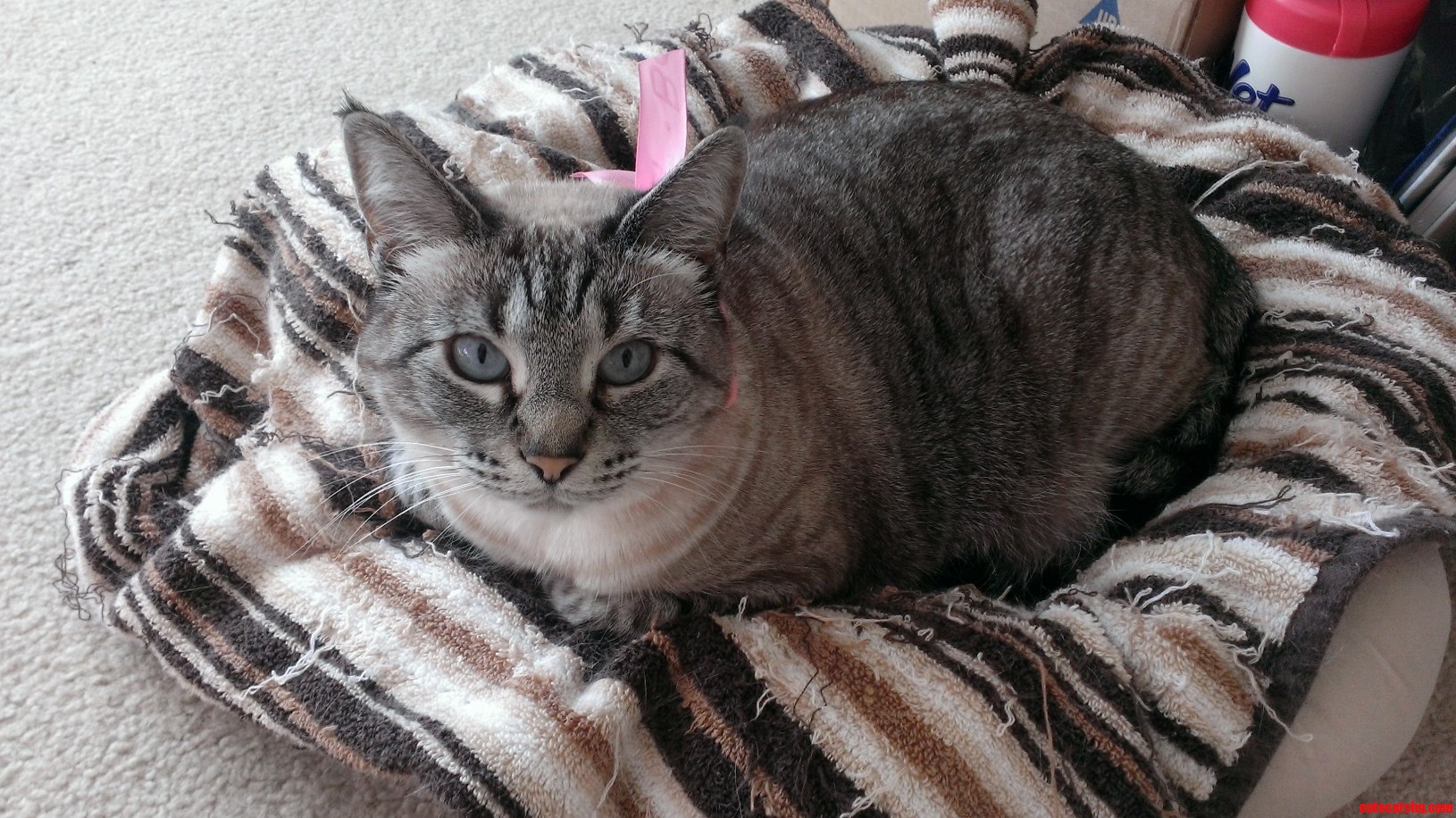 My Princess Blizzard with Her Favorite Pink Bow