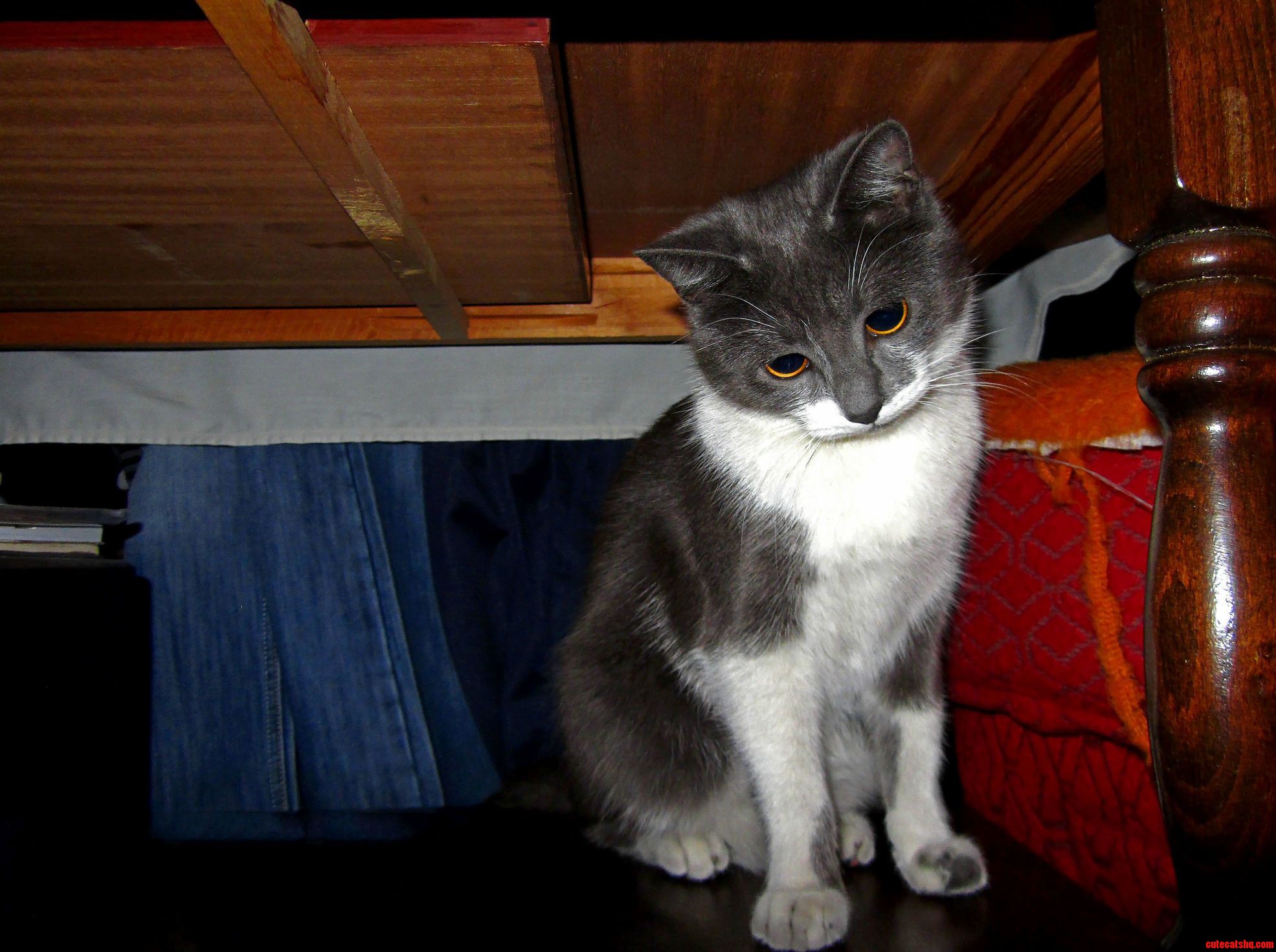 My Pussy Under the Table.