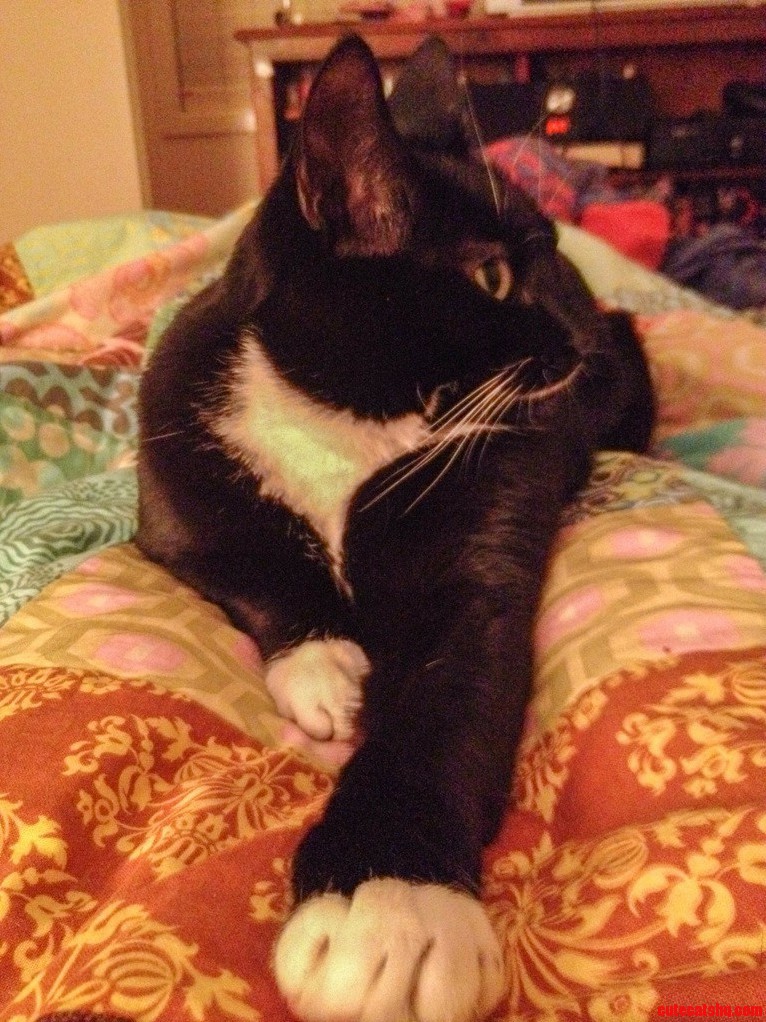 My Regal Cat Sammy Sorry for the Potato Quality