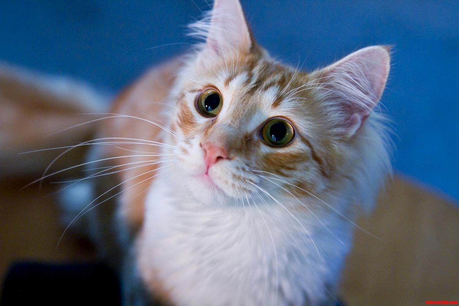 My Sisters Cat Hobbes