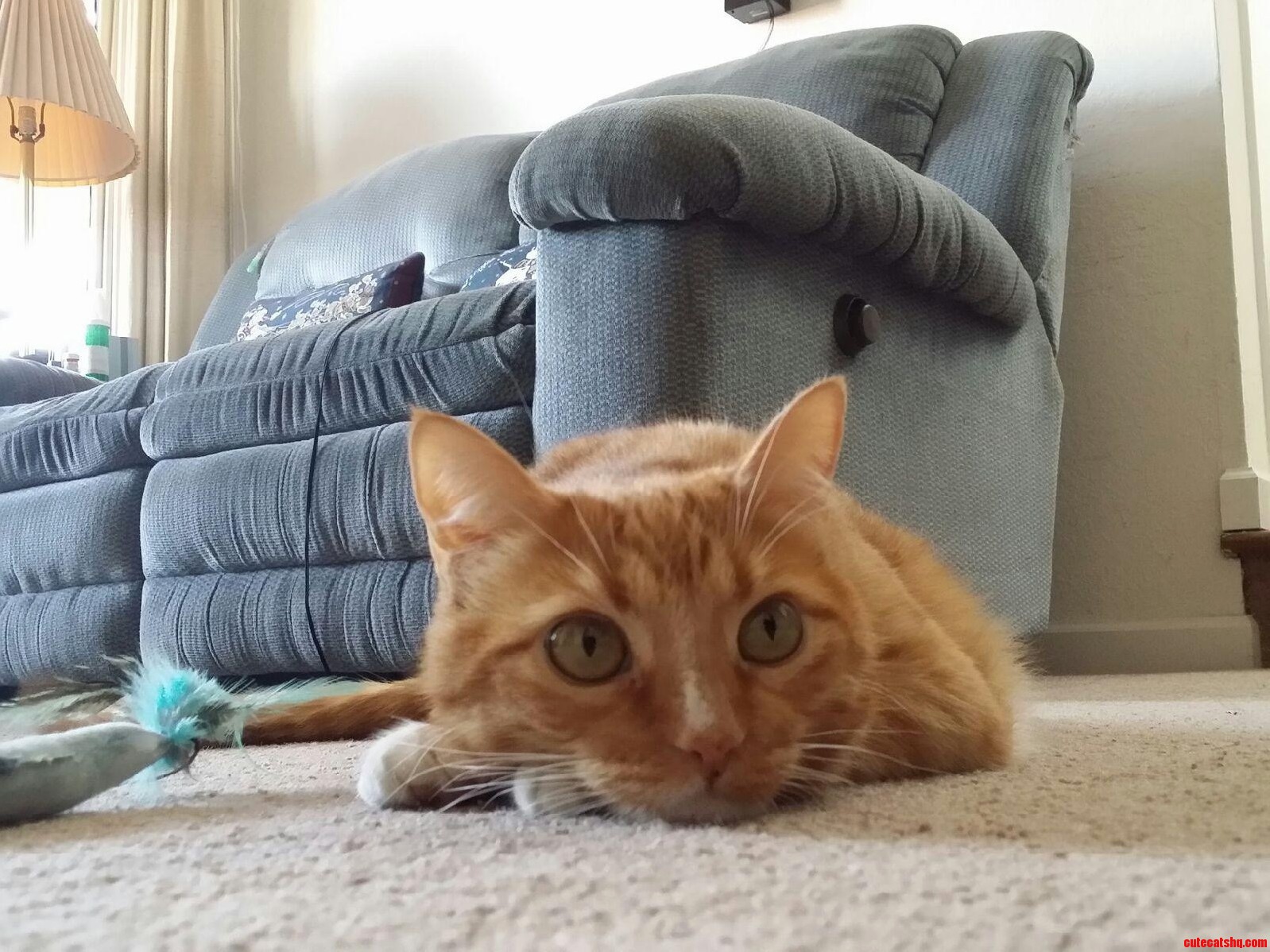 My Tabby Wanting to Play. Those Eyes