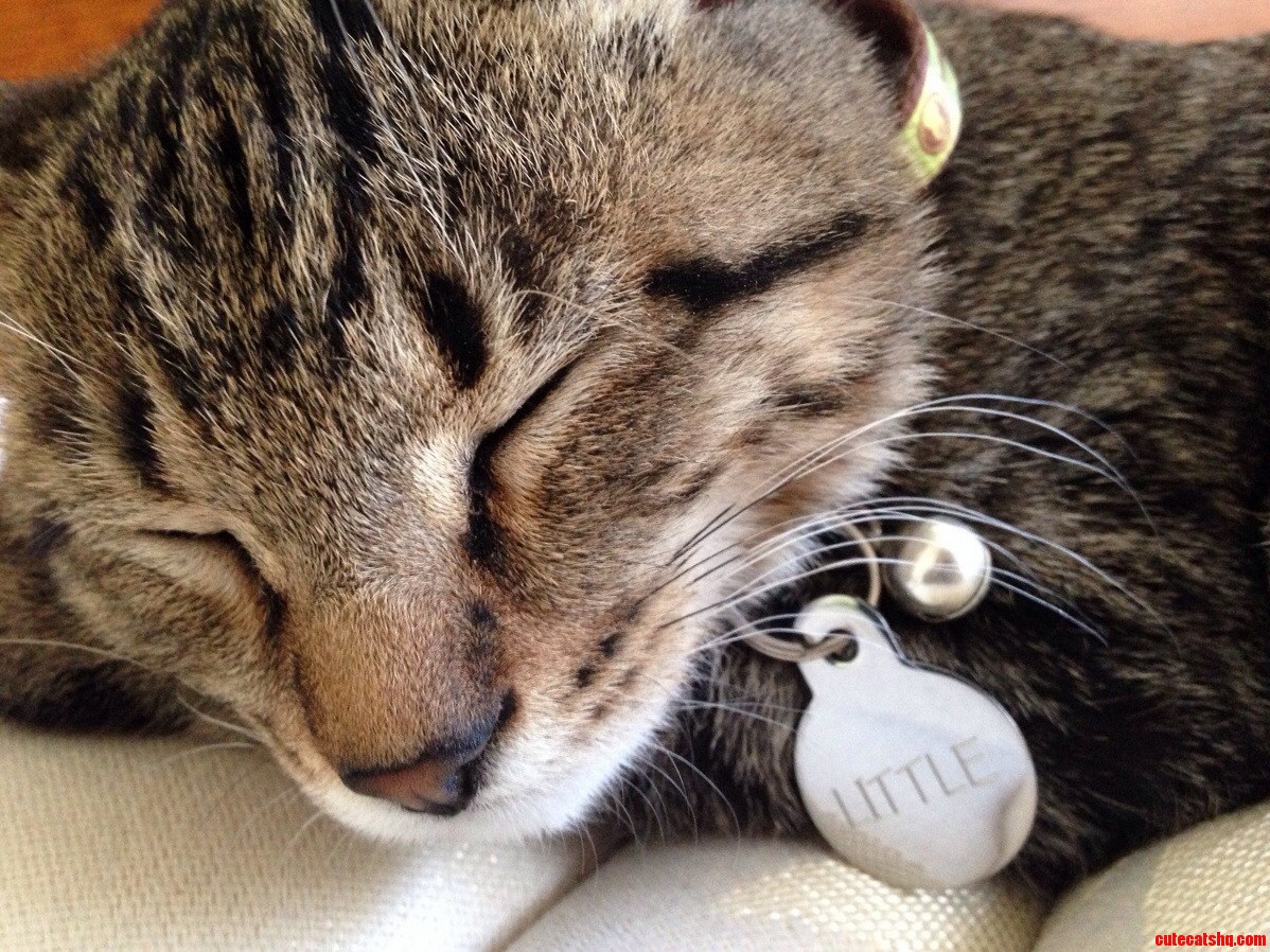Nap Time (1)