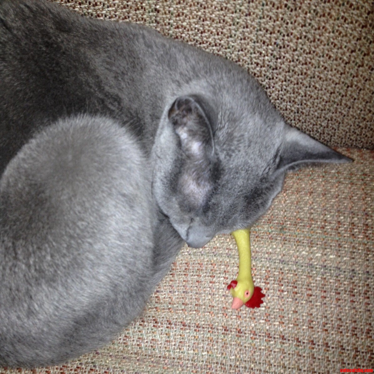 Napping with a Rubber Chicken