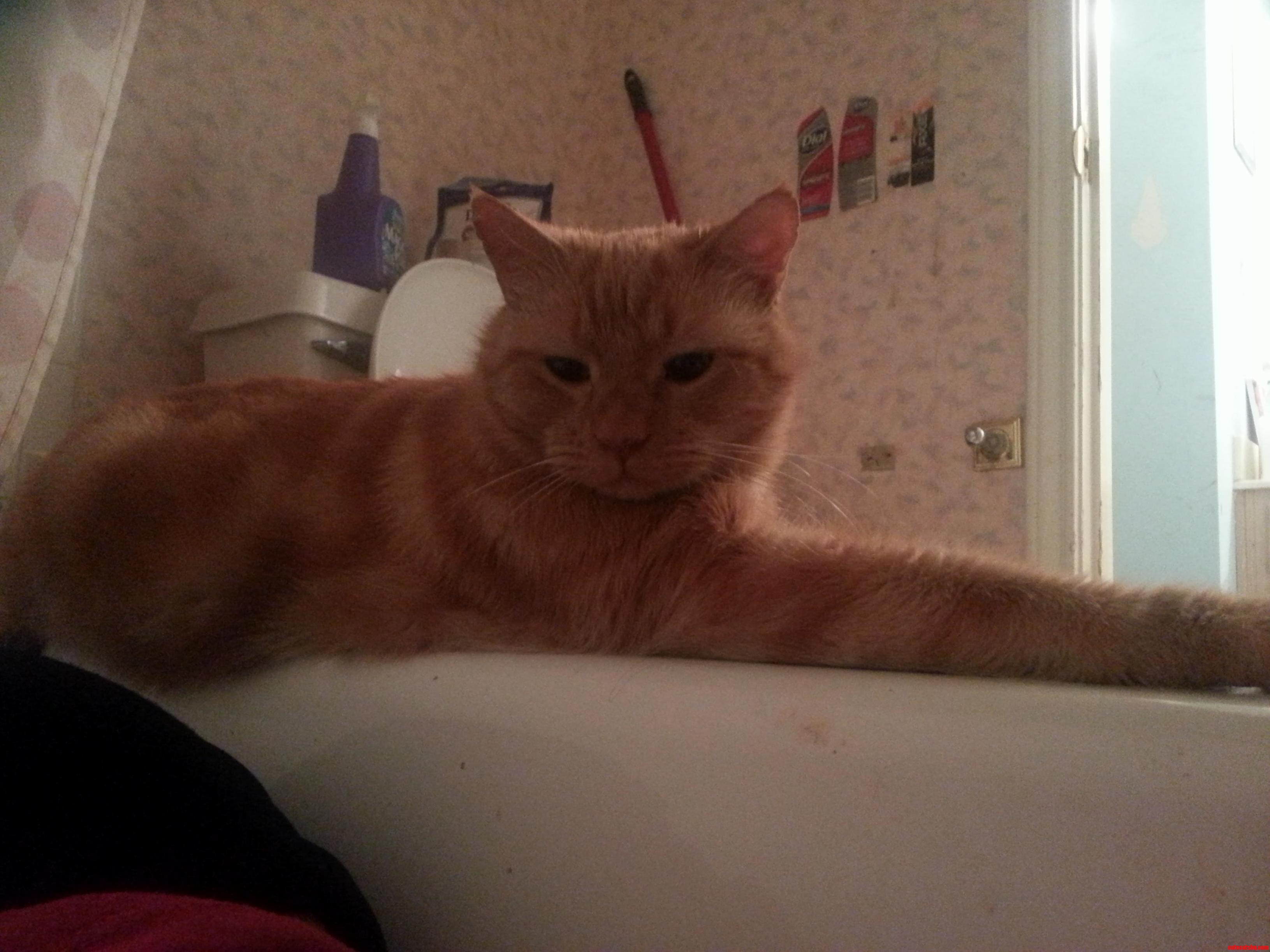 Nevermind He Just Fell in Love with Me. I Sat in the Bathtub to Seeif Hed Follow... He Did