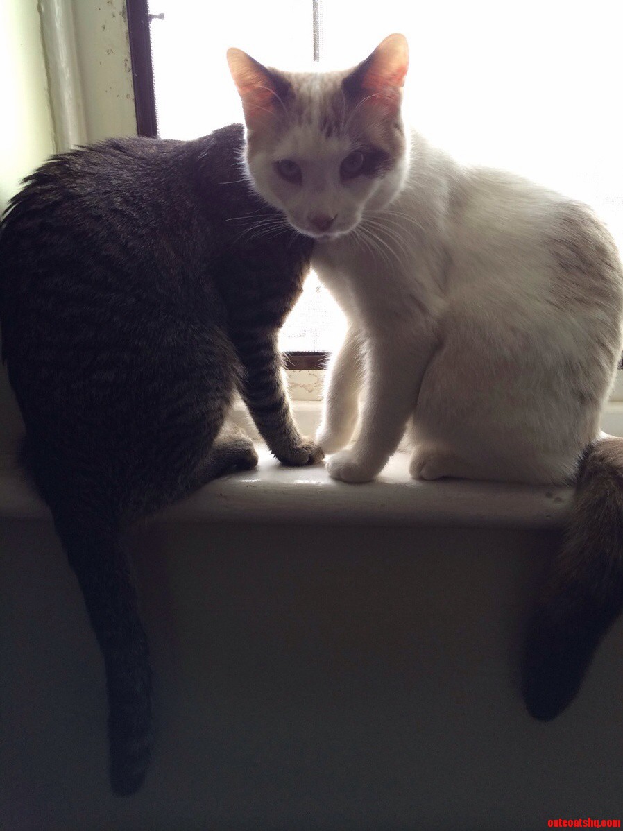 New Cat Breed 1 Head 2 Bodies.