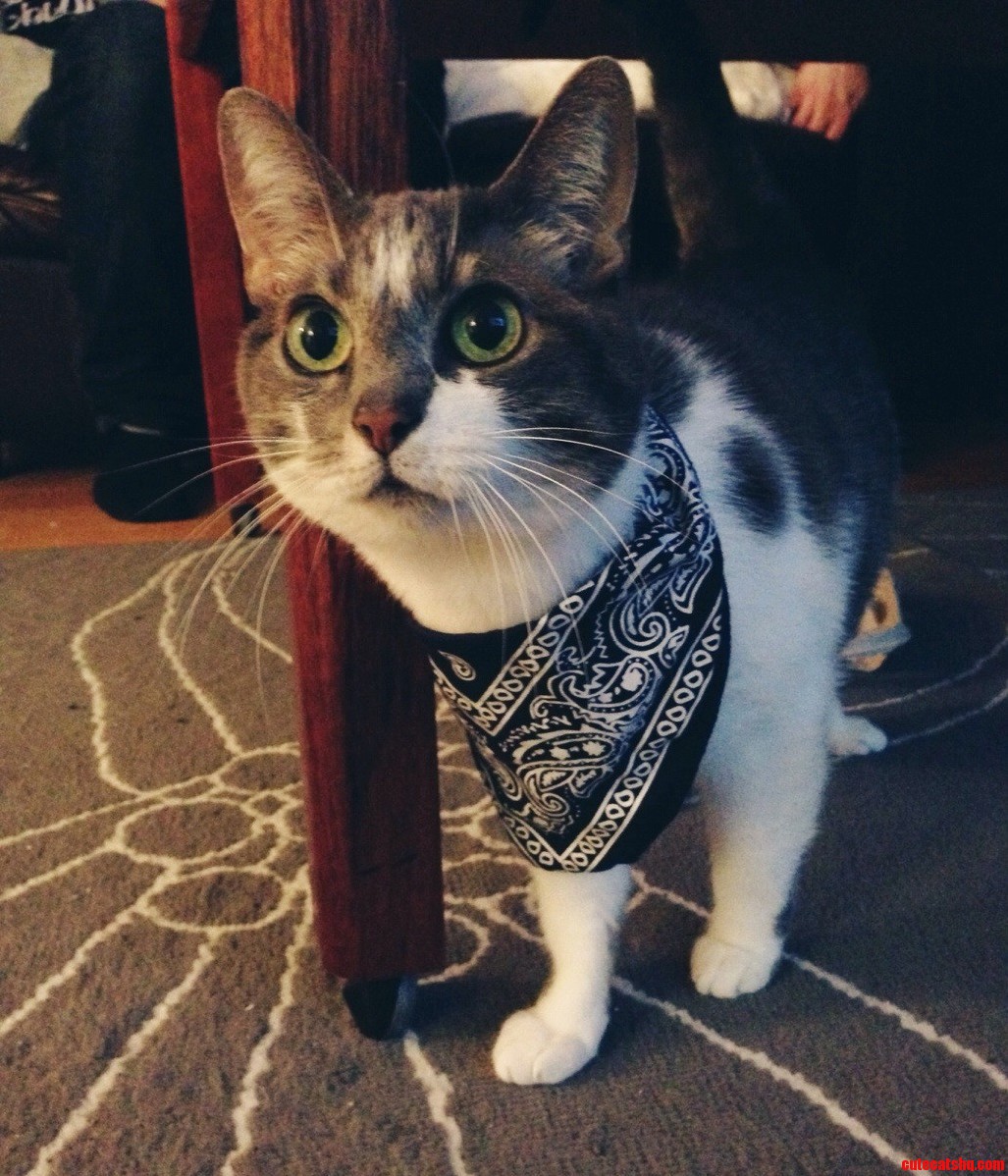 New Scarf