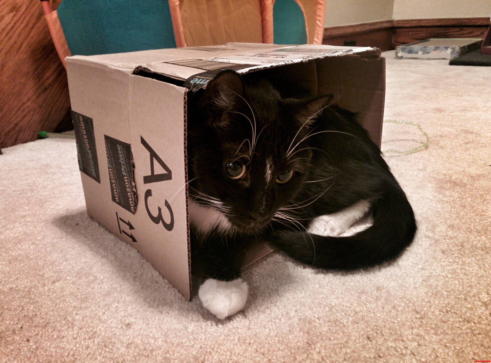 Nicos New Favorite Box