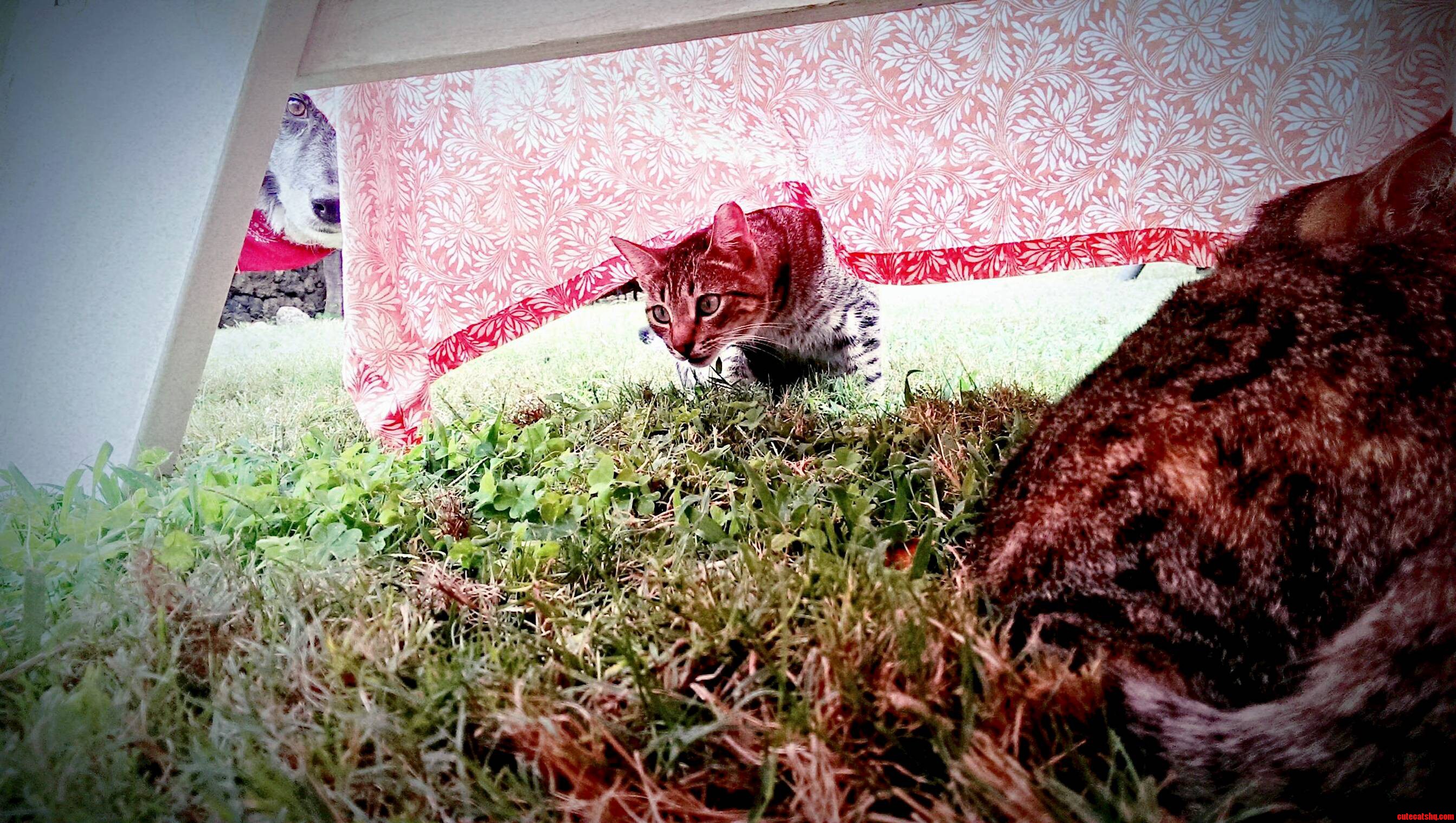 No Dogs Allowed in the Cat Tent.