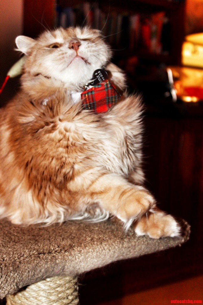 Noodle Wasnt Feeling the Holiday Spirit.