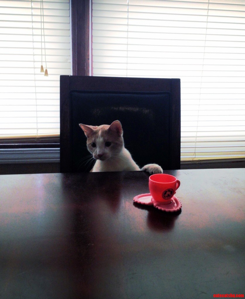 Now That Hes Feeling Better Bernie Decided He Needs to Sit at the Table for Tea.