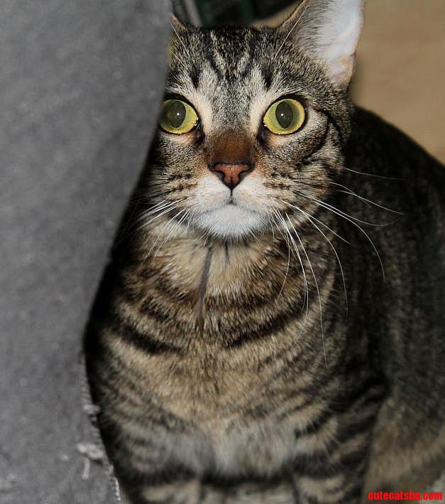 Oh No I Ve Been Spotted
