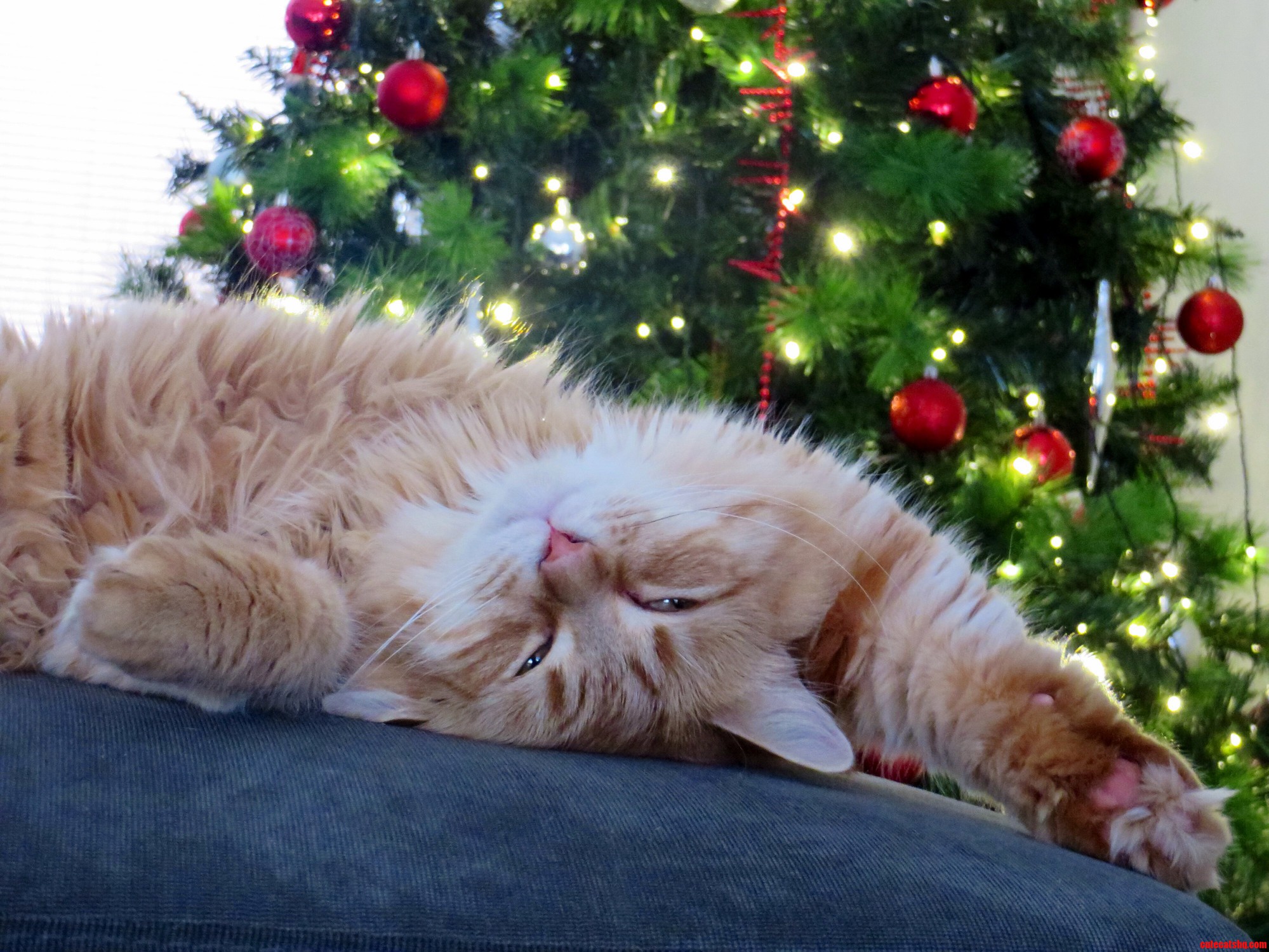 Ok Then One More Pose Before We Take Down the Christmas Tree.