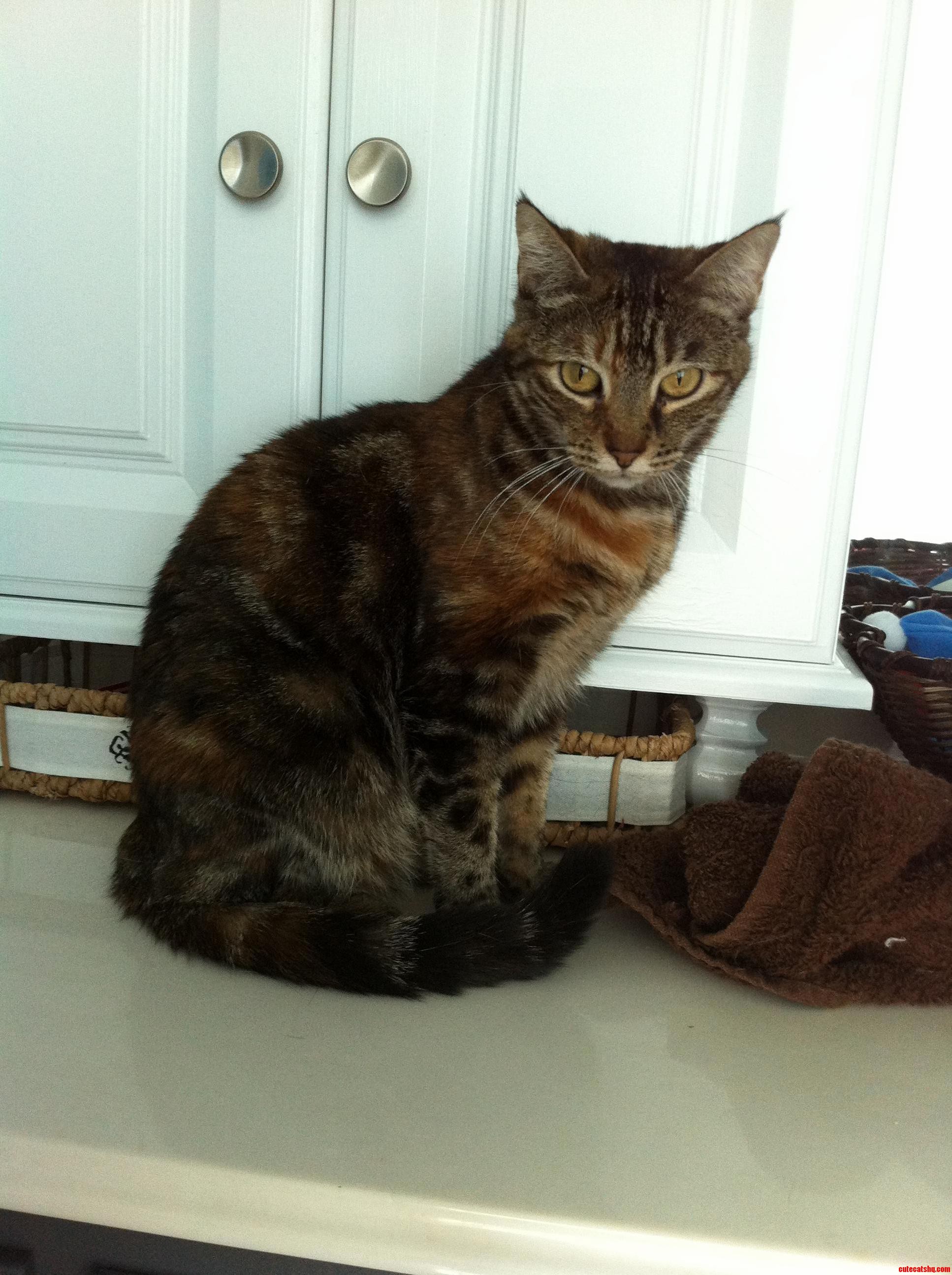 Olive Sitting Pretty