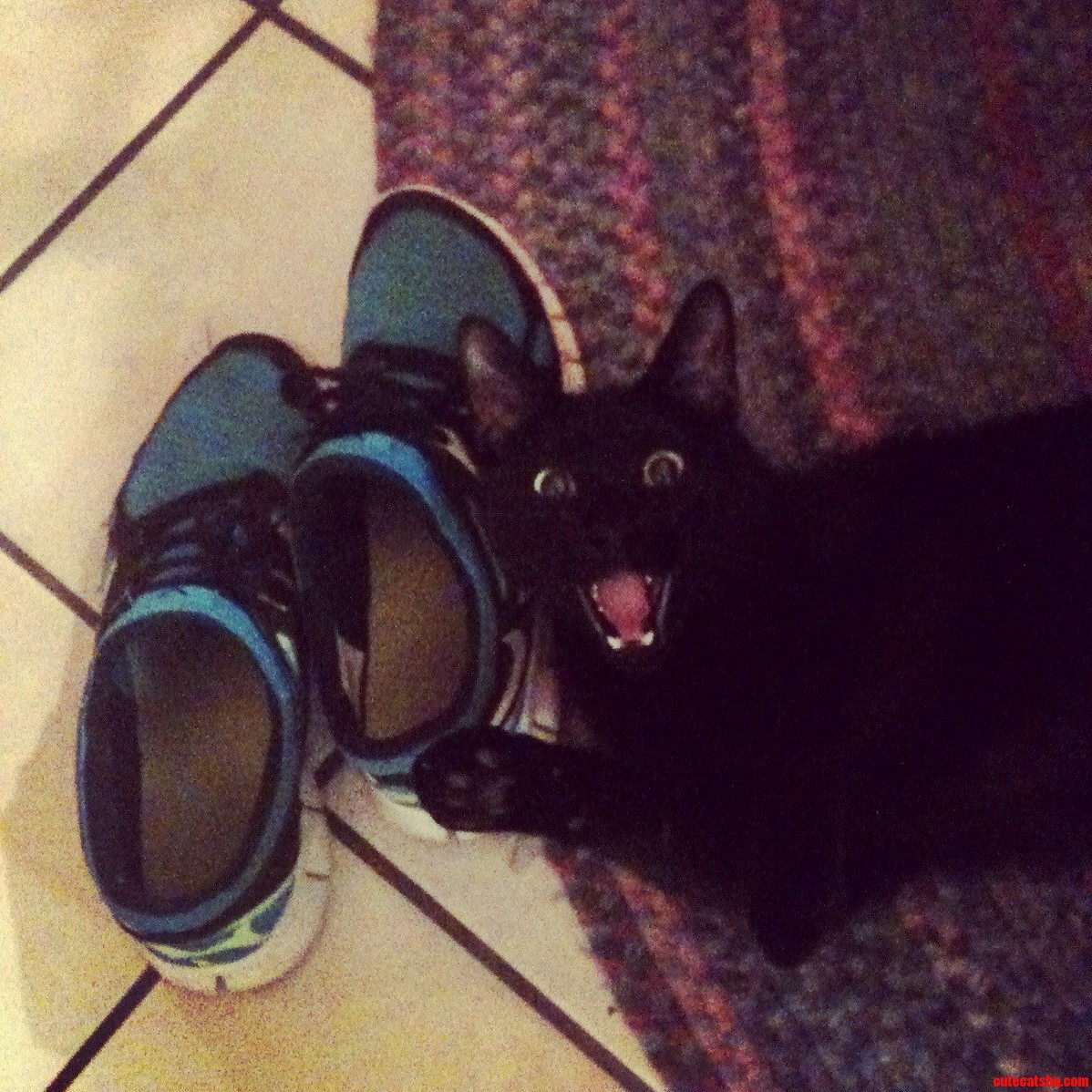 Omg Shoes