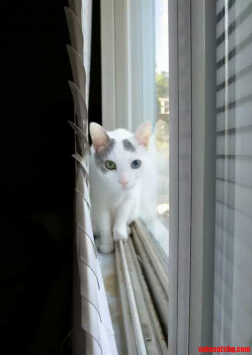One Green and One Blue Eye. Photo I Took of My Old Roommates Kitty. She Goes by Twitch.