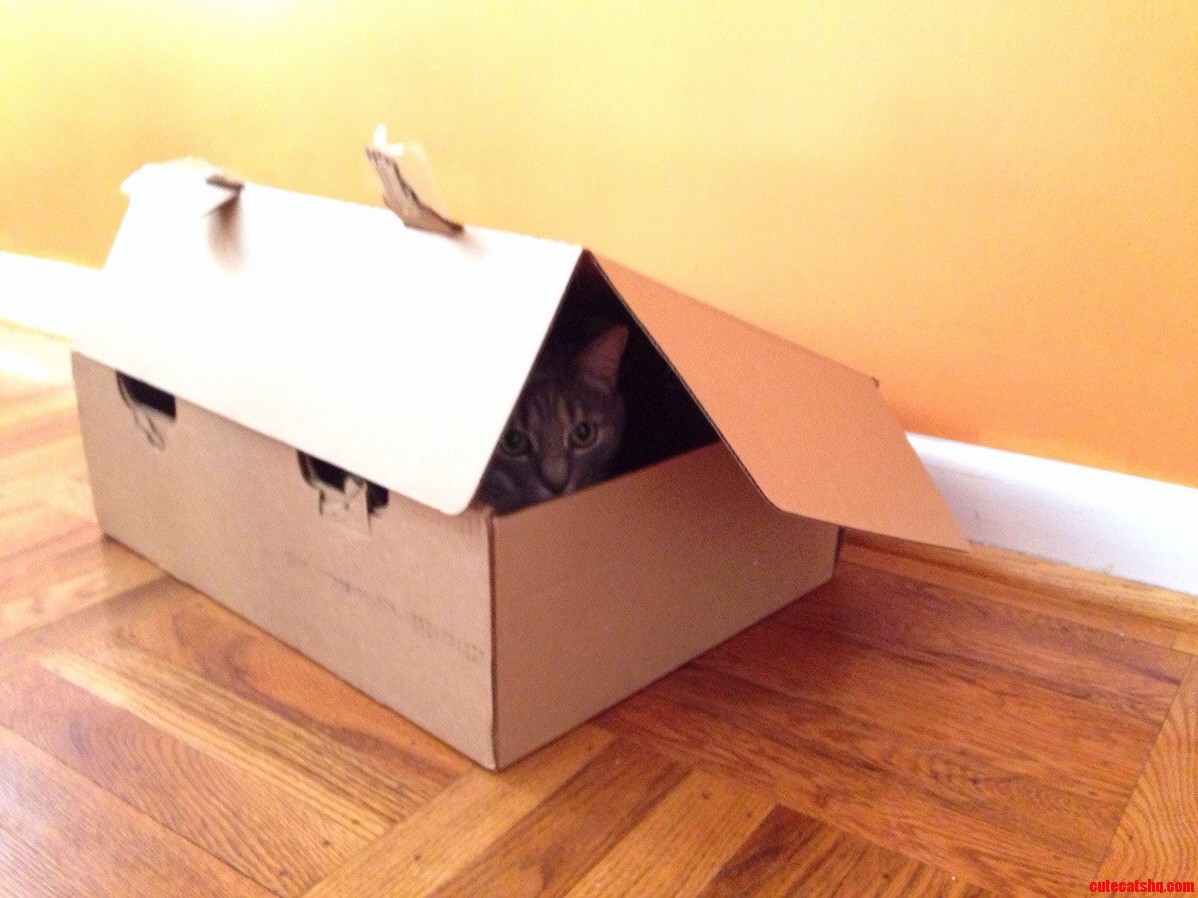 One of My Cats Decided to Check Out This Empty Box