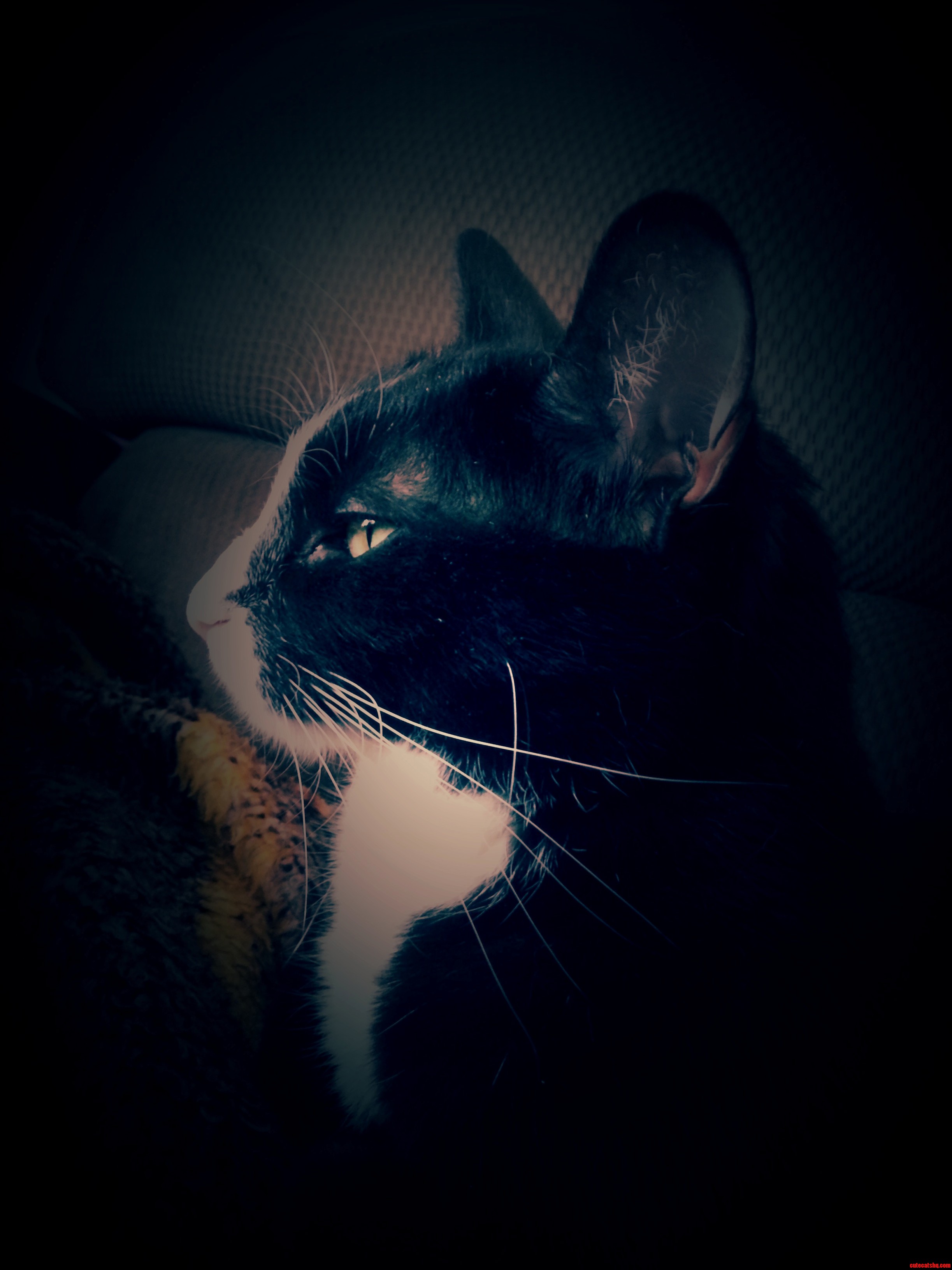 Oskar. Tuxedo Billy Cat.
