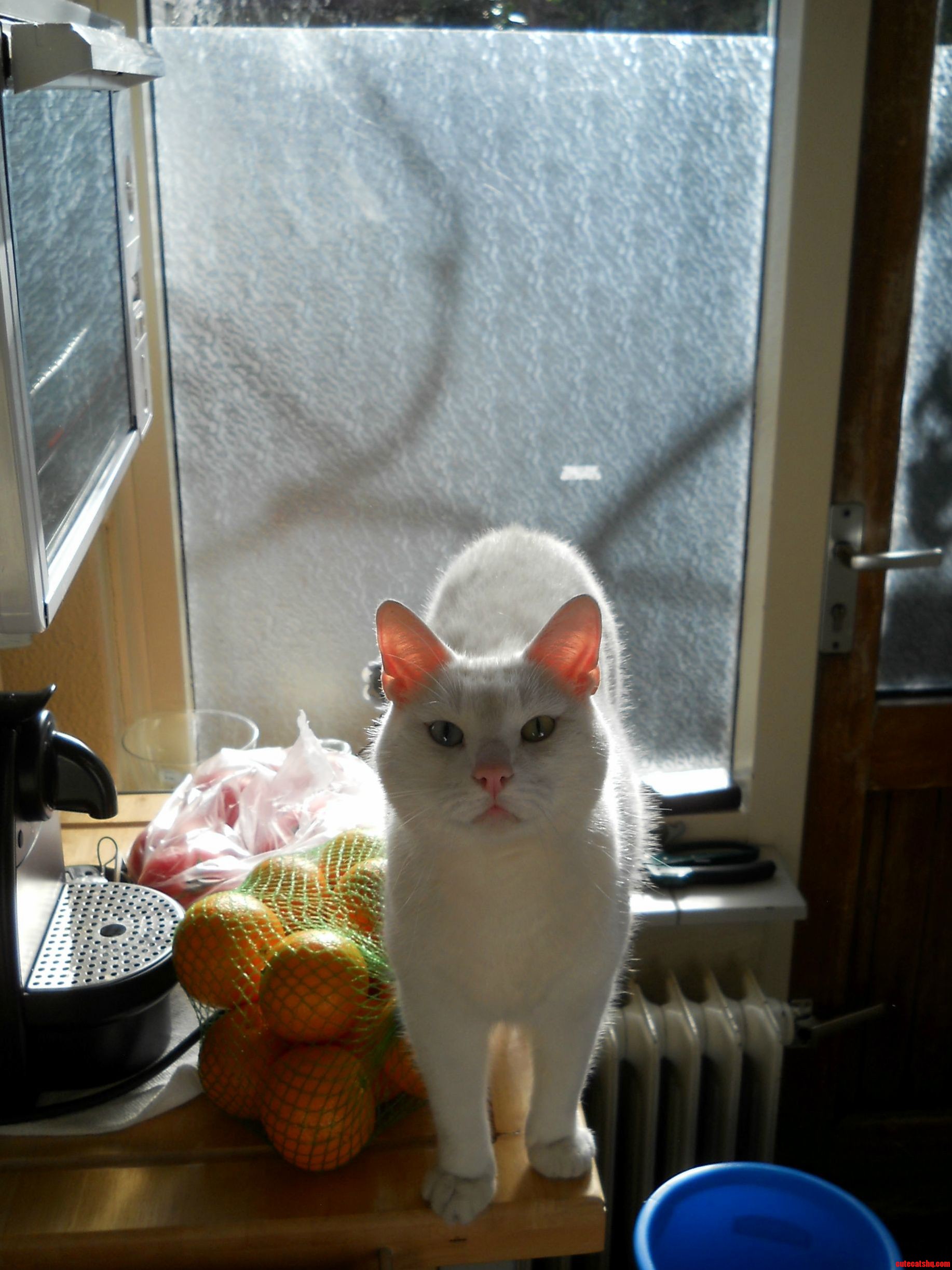 Our Cat Ninja.