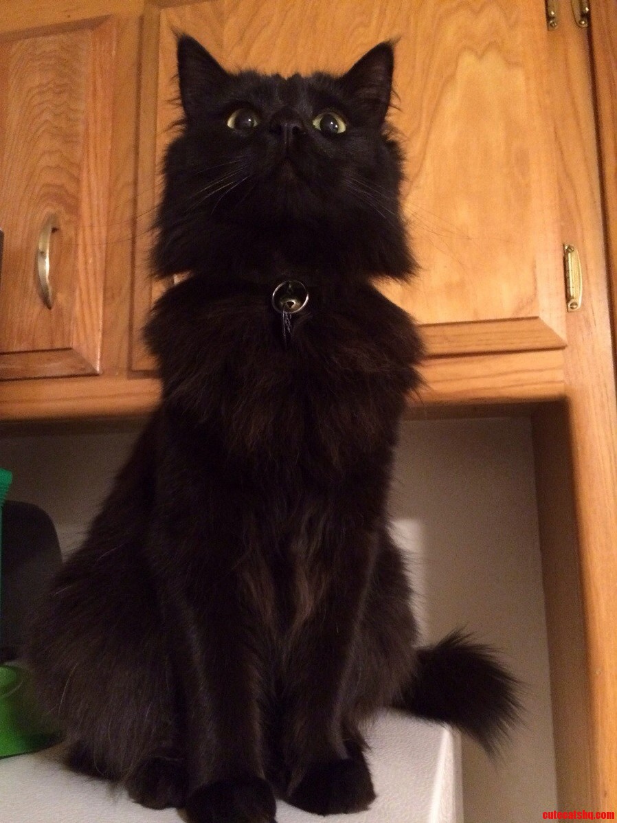 Our Majestic Maine Coone Jiji. I Love the Look of Delightful Mischief in Her Eyes.