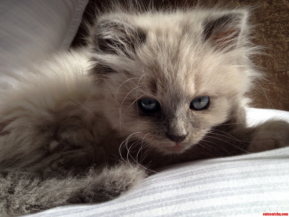 Our New Cat Josephine Bumbles.