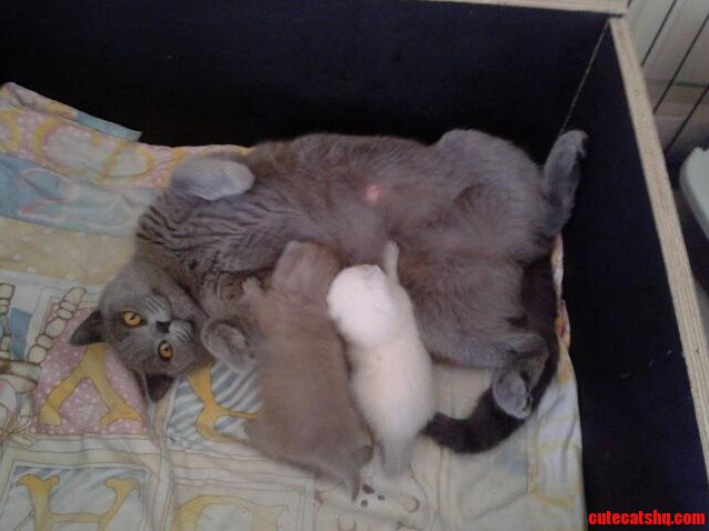 Our New Lilac British Shorthair with His Mama