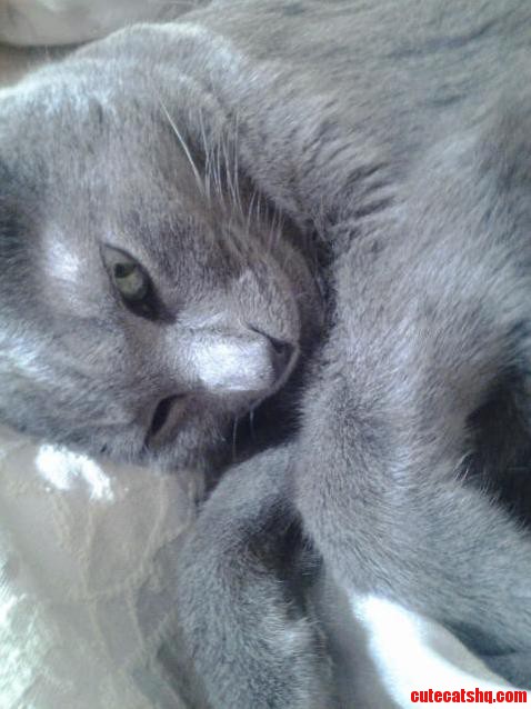 Our Russian Blue