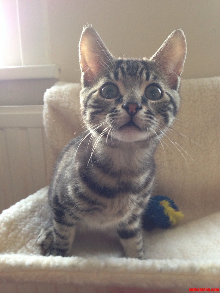 Ozzy Exploring His New Radiator Bed