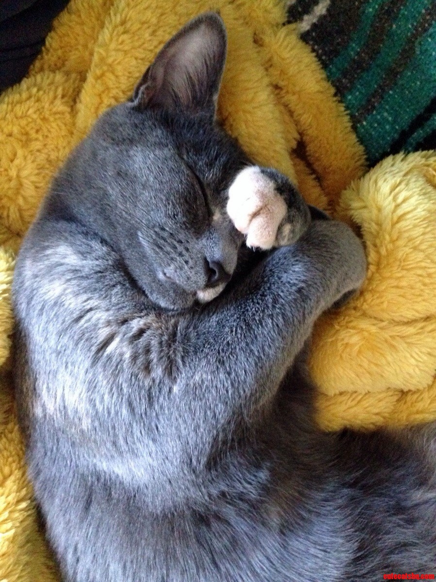 Paisley the Silent Snuggler