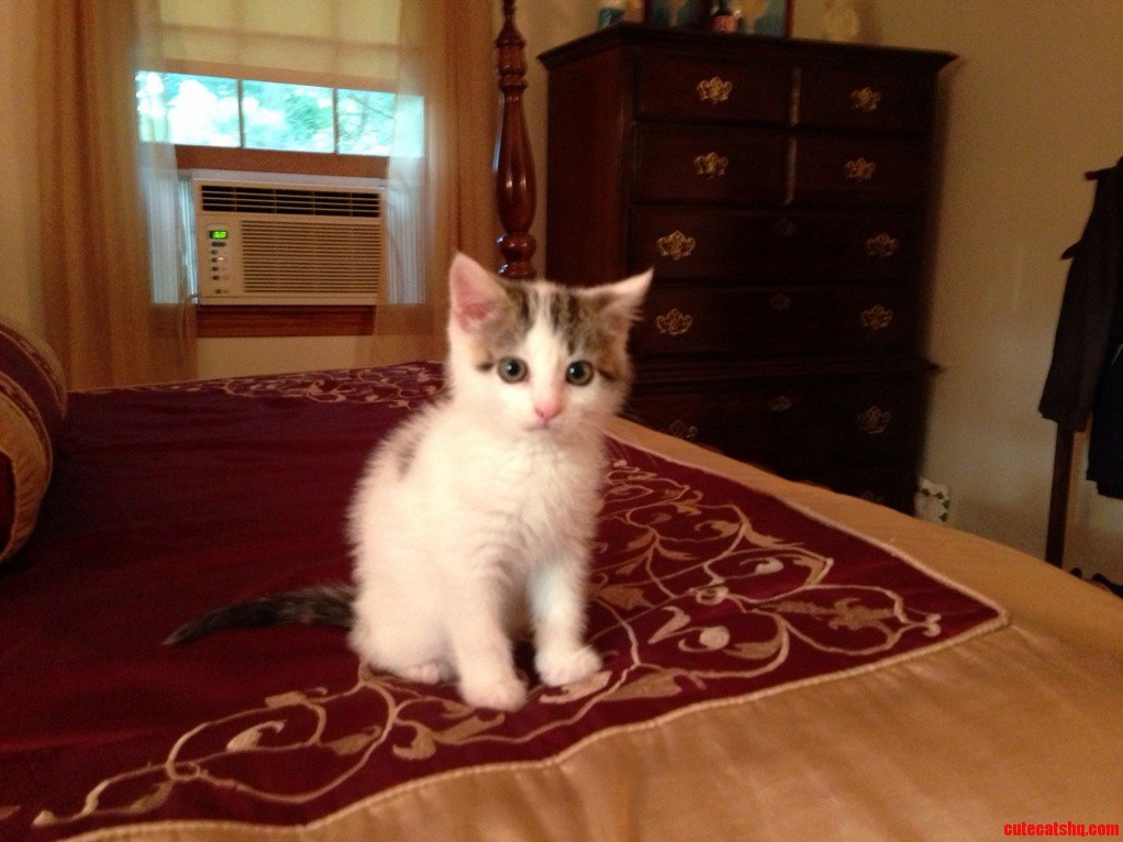 Part Turkish Van from Yesterday Penelope