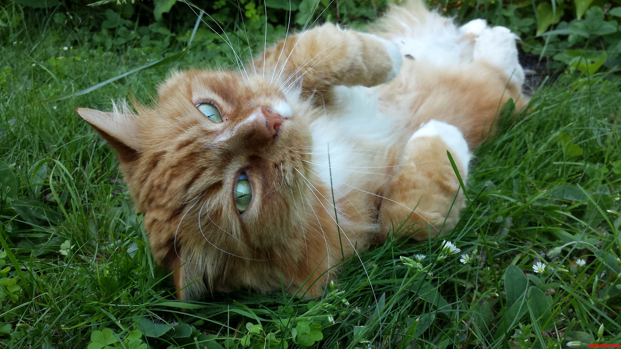 Picture of My Cat from the Summer