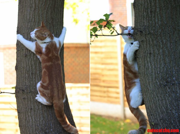 Playful Kitten